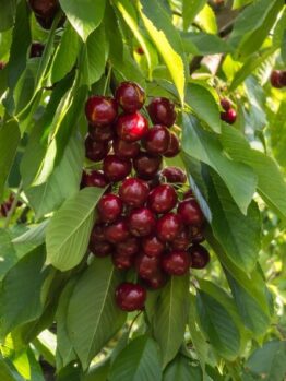 A cluster of ripe red cherries hangs from a tree branch, surrounded by green leaves in sunlight.