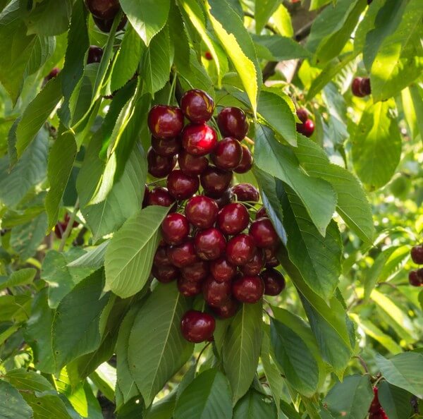 A cluster of ripe red cherries hangs from a tree branch, surrounded by green leaves in sunlight.