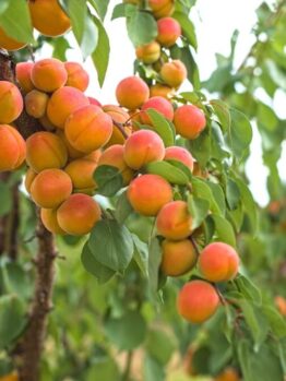 Clusters of ripe apricots hang from the branches of Prunus 'Divinity' Apricot (Bare Root), surrounded by green leaves—an ideal vision for any gardener looking to plant this exceptional fruit tree.