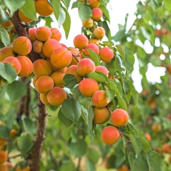Clusters of ripe apricots hang from the branches of Prunus 'Divinity' Apricot (Bare Root), surrounded by green leaves—an ideal vision for any gardener looking to plant this exceptional fruit tree.