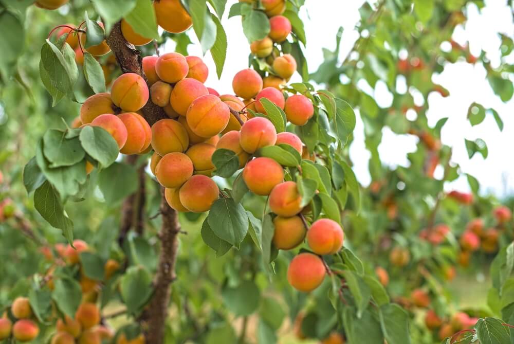 Clusters of ripe apricots hang from the branches of Prunus 'Divinity' Apricot (Bare Root), surrounded by green leaves—an ideal vision for any gardener looking to plant this exceptional fruit tree.
