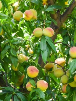 A Prunus 'Divinity' Apricot (Bare Root) tree features green leaves and branches adorned with abundant ripe, yellow-orange apricots.