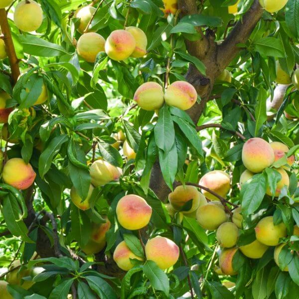 A Prunus 'Divinity' Apricot (Bare Root) tree features green leaves and branches adorned with abundant ripe, yellow-orange apricots.