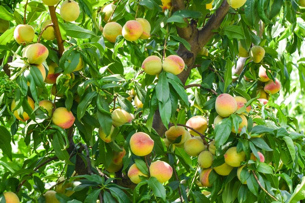 A Prunus 'Divinity' Apricot (Bare Root) tree features green leaves and branches adorned with abundant ripe, yellow-orange apricots.