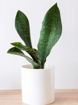 A Sansevieria 'Mason's Congo' in an 8" white pot, with mottled green leaves, is displayed on a light wooden surface against a plain white background.