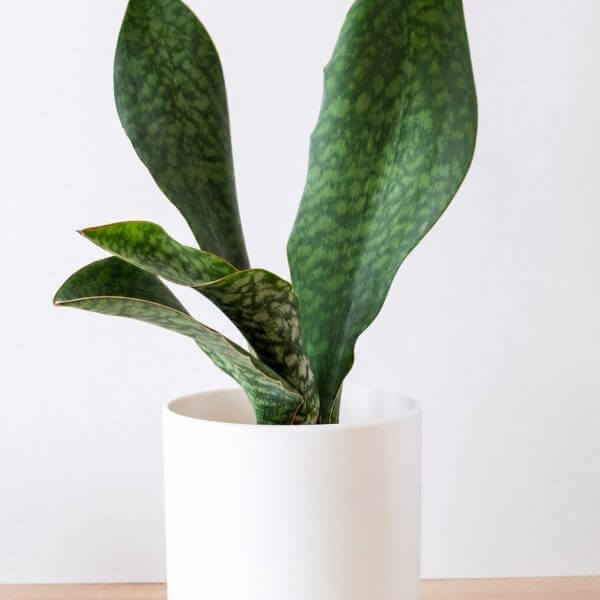 A Sansevieria 'Mason's Congo' in an 8" white pot, with mottled green leaves, is displayed on a light wooden surface against a plain white background.