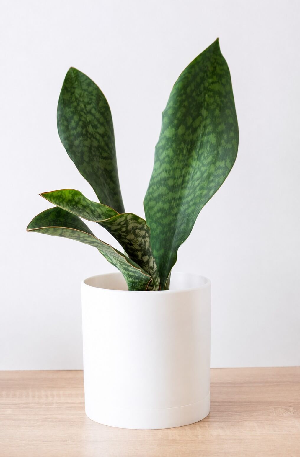 A Sansevieria 'Mason's Congo' in an 8" white pot, with mottled green leaves, is displayed on a light wooden surface against a plain white background.